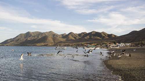 Snorkeling in Baja California magbayraffaellaschlegel-4.jpeg
