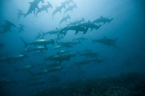 malpelo-s.lewini2.jpg