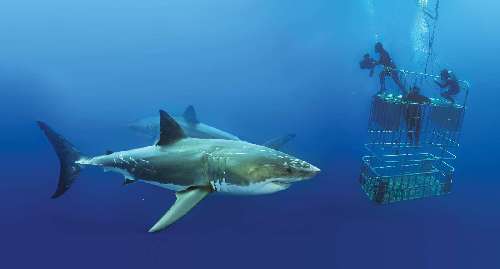 guadalupe-immersioni-con-squalo-bianco.jpg
