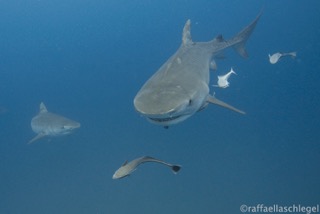 Banner Mare di Cortez  - Golfo della California