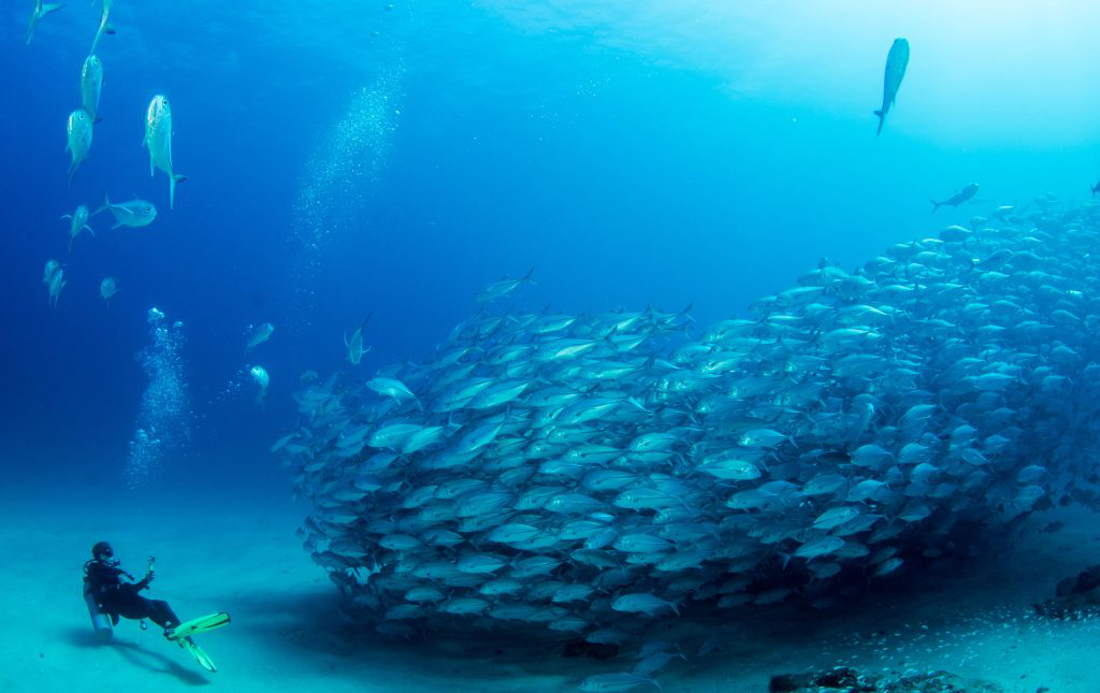 Banner Mare di Cortez  - Golfo della California