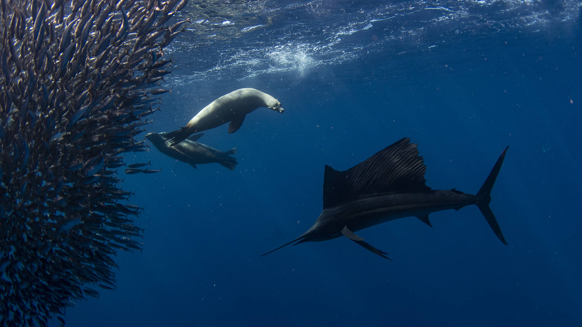 Banner Mare di Cortez  - Golfo della California