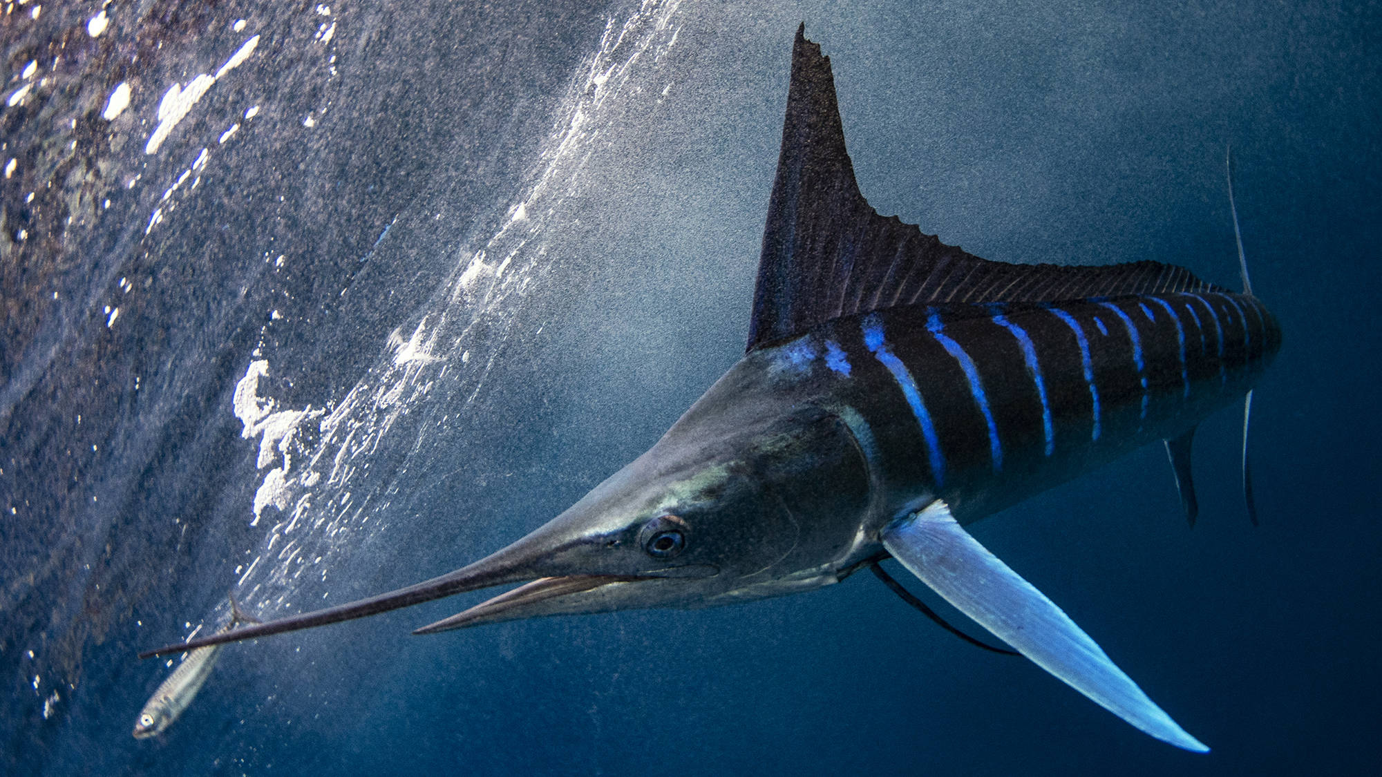 Banner Mare di Cortez  - Golfo della California