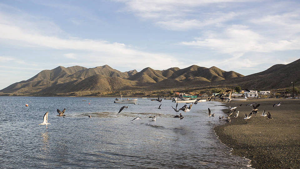 Banner Mare di Cortez  - Golfo della California