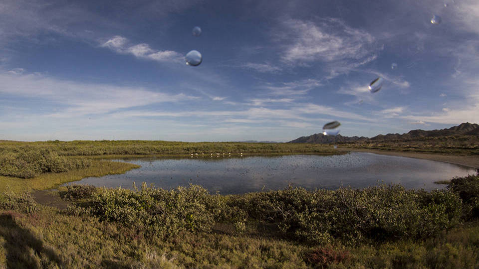 Banner Mare di Cortez  - Golfo della California