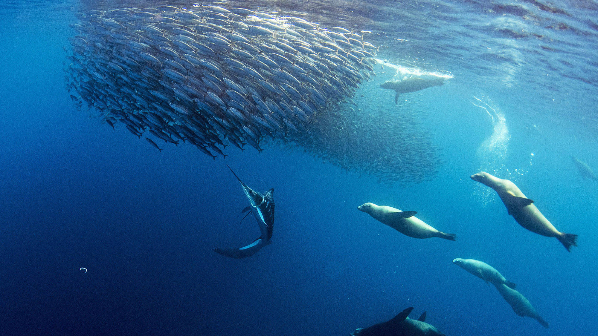 Banner Mare di Cortez  - Golfo della California