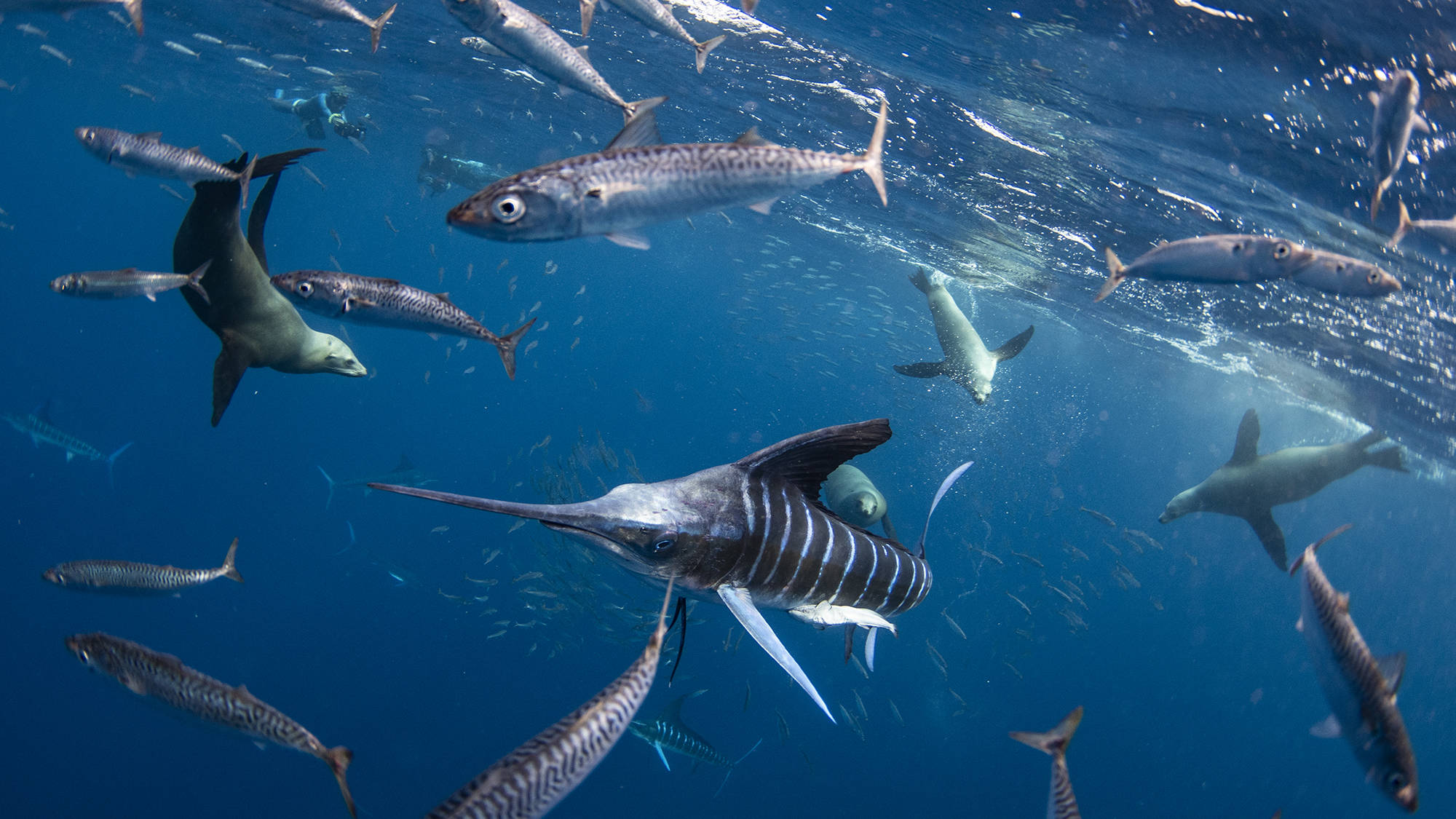 Banner Mare di Cortez  - Golfo della California