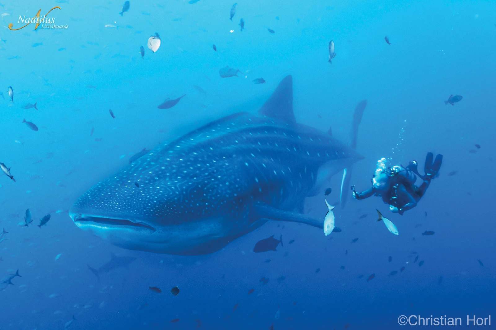 Banner Mare di Cortez  - Golfo della California