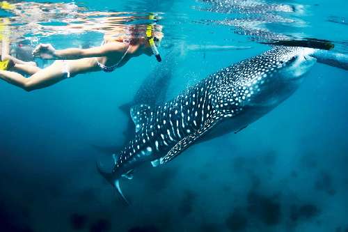 mare-di-corts-snorkelling-nautilus-liveaboard.jpg