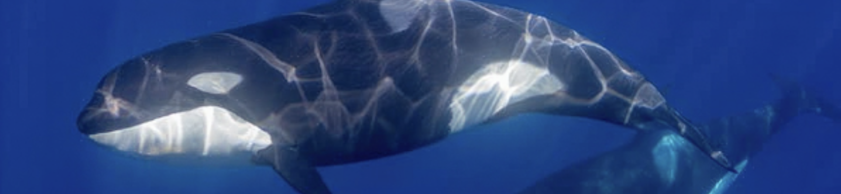 Banner Viaggi Fotografici con Amos