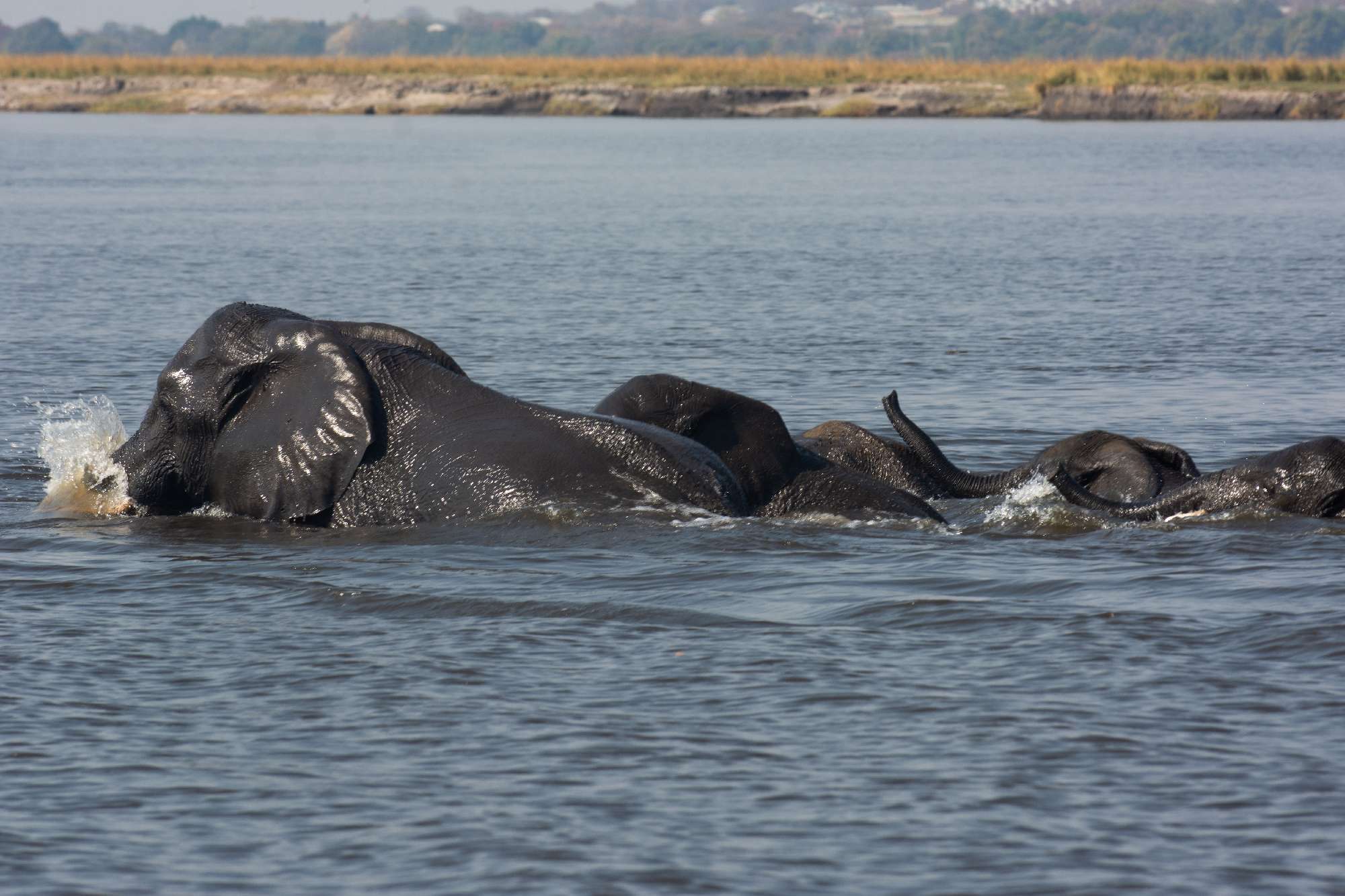 Banner Botswana