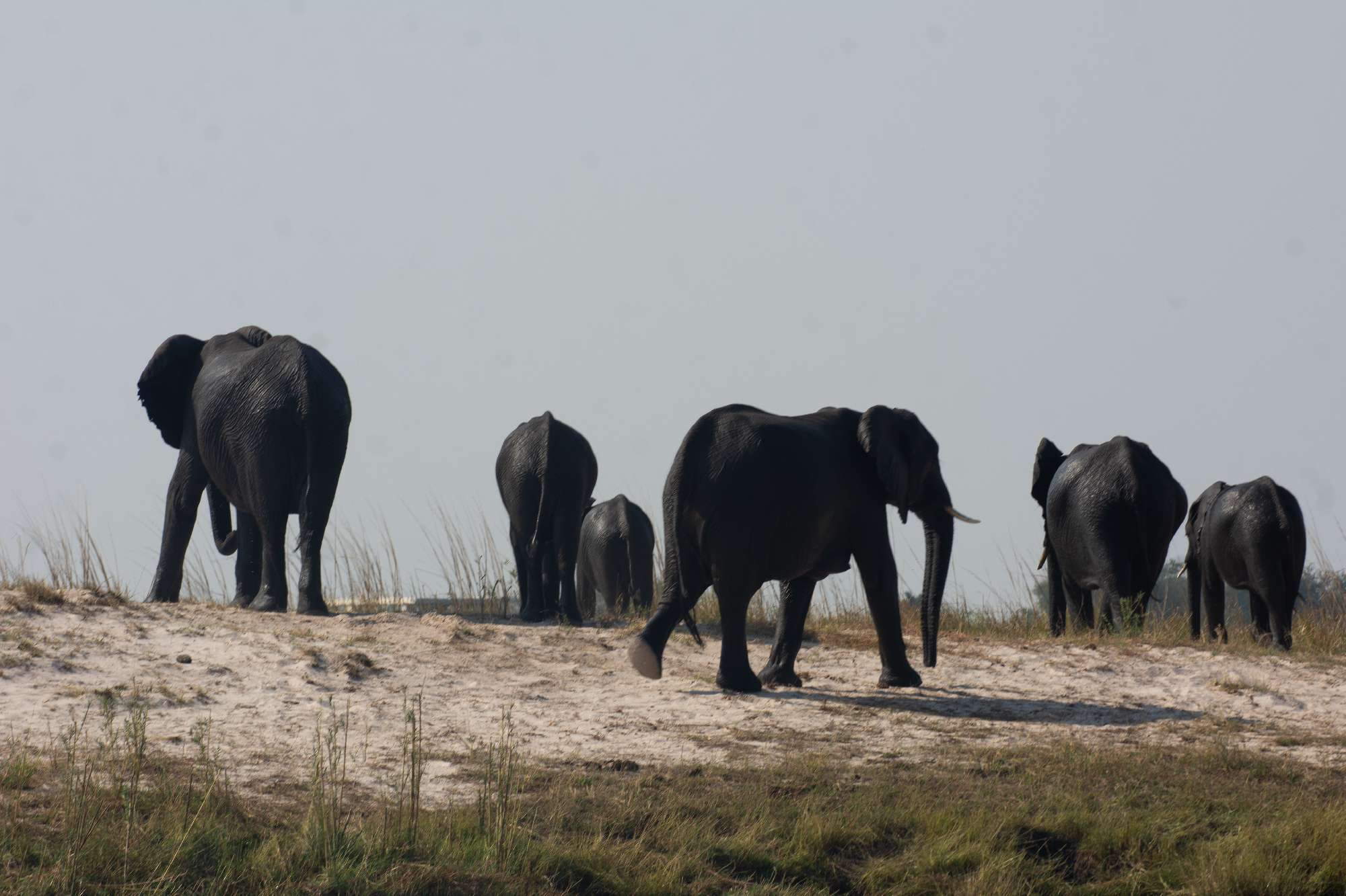 Banner Botswana