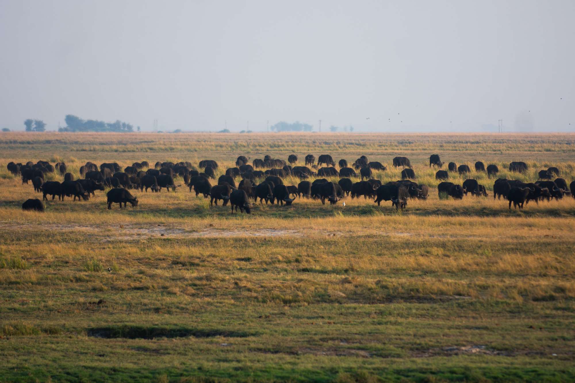Banner Botswana