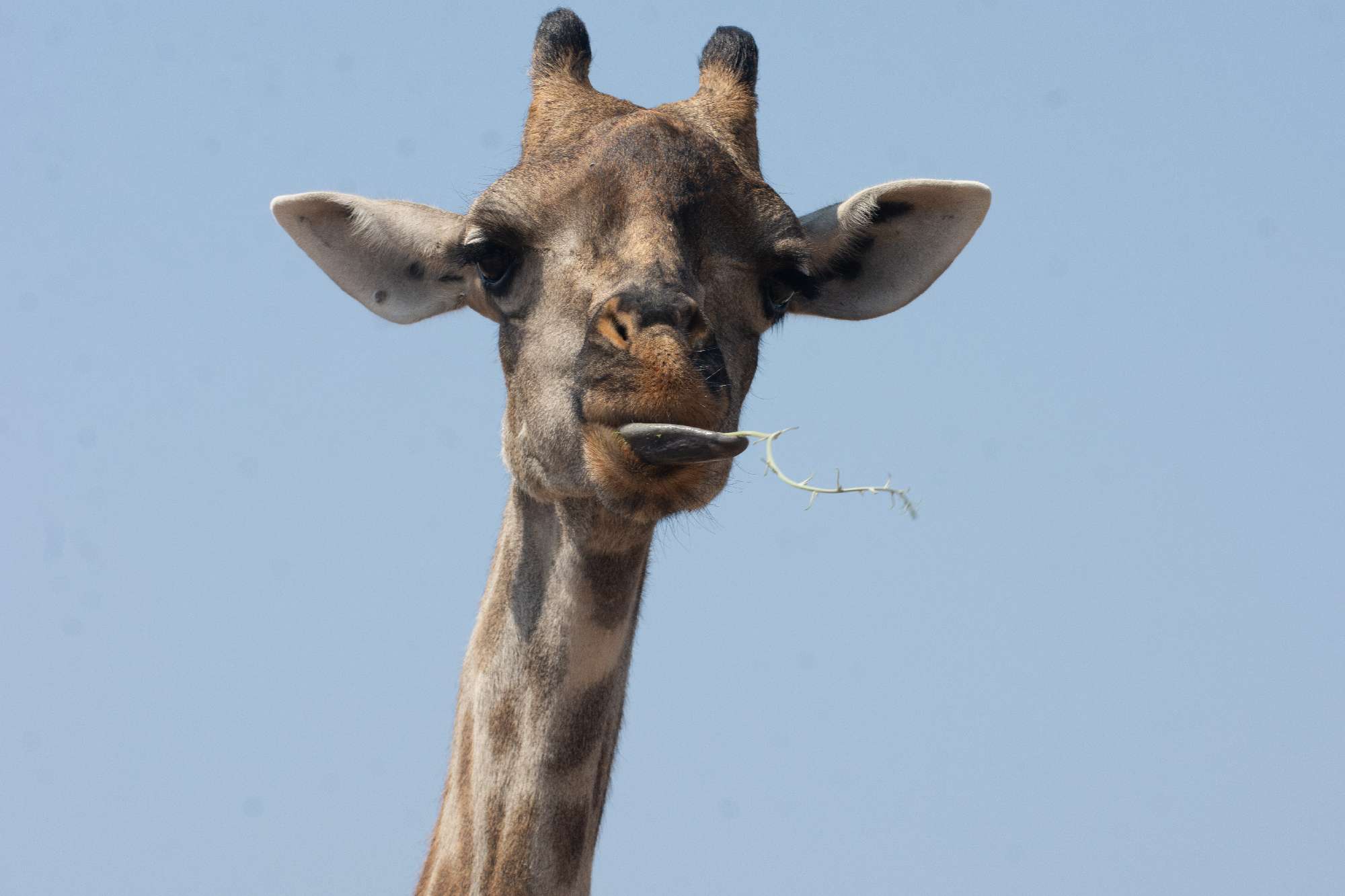 Banner Botswana