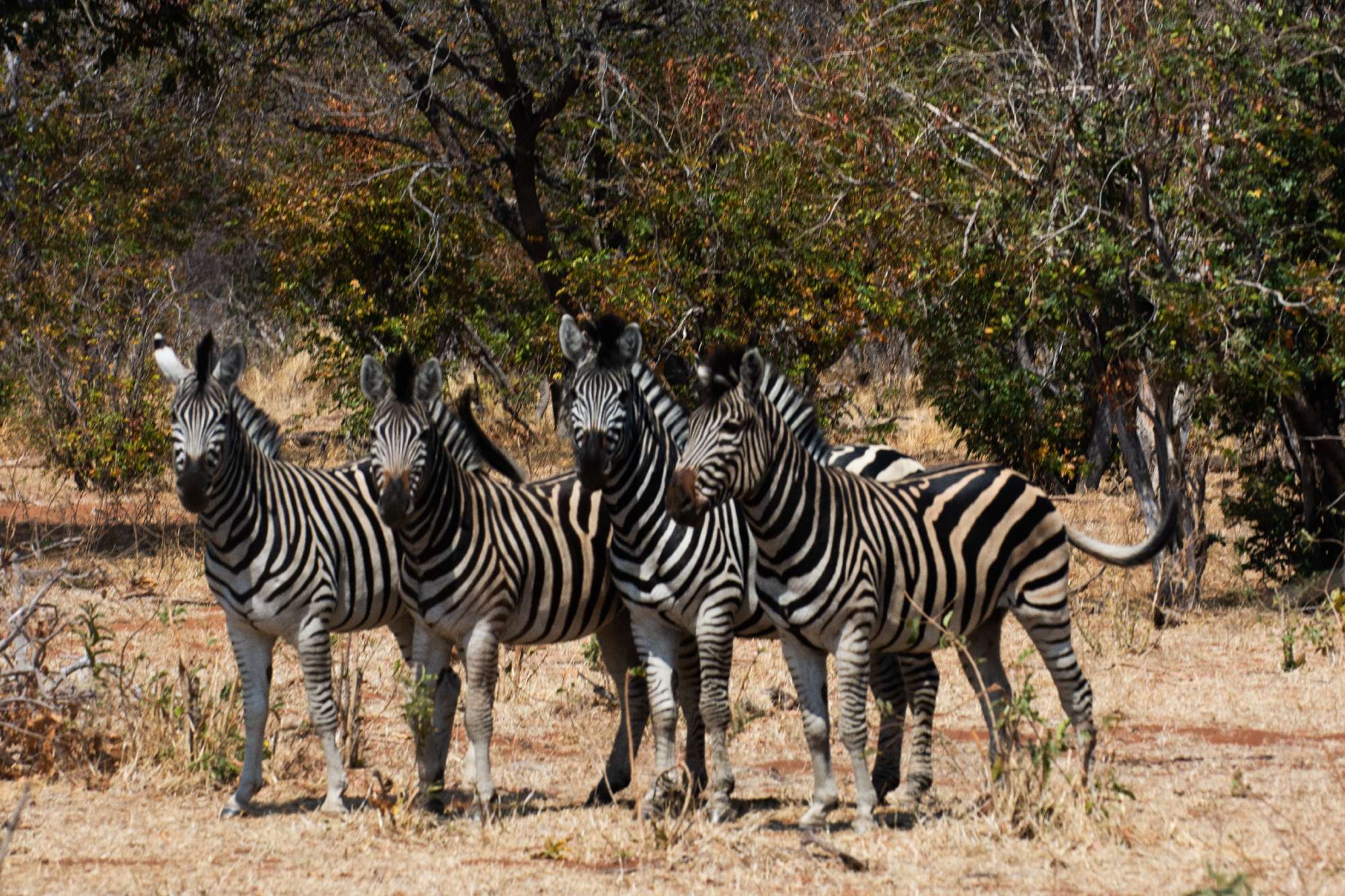 Banner Botswana