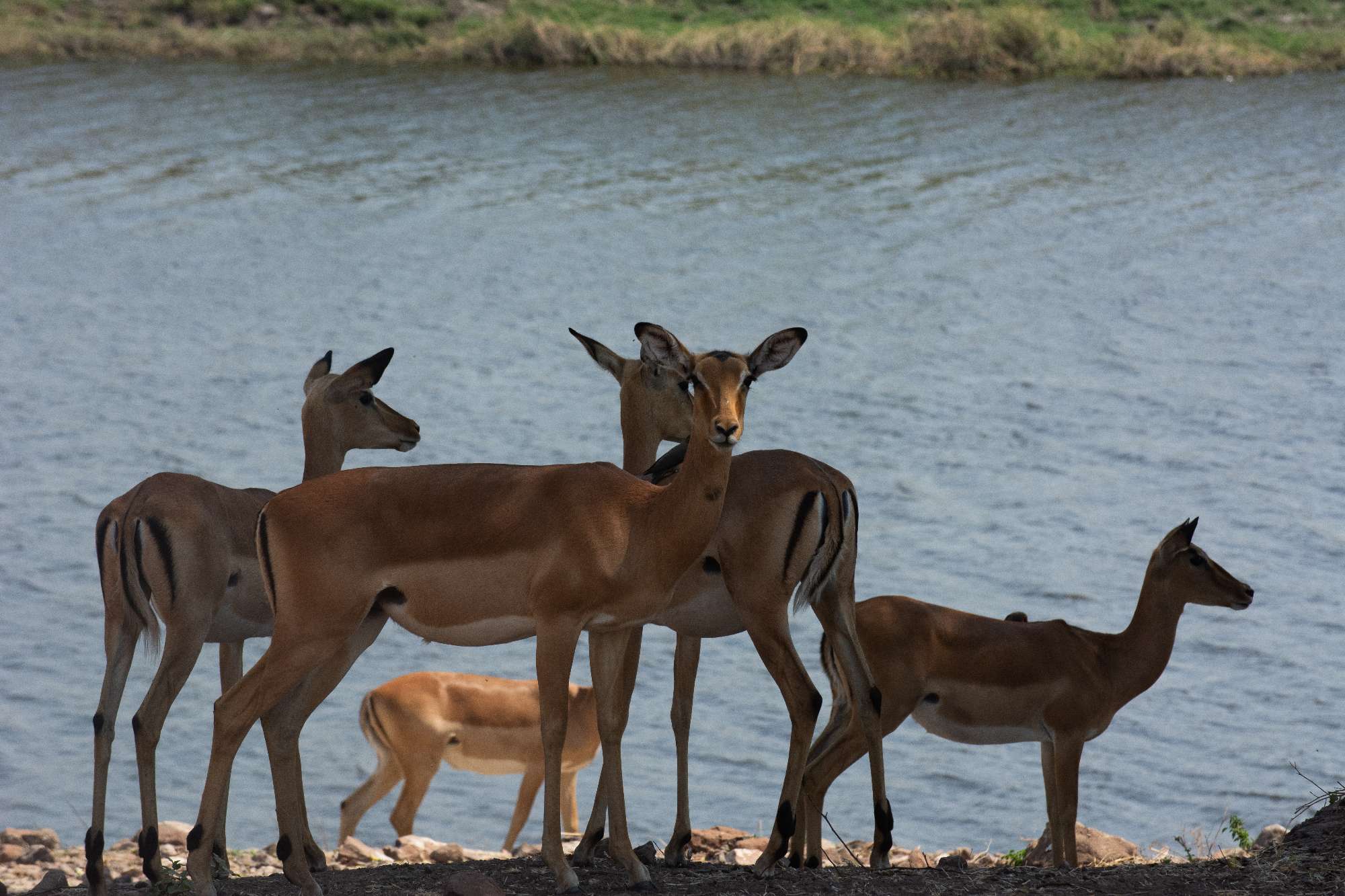 Banner Botswana