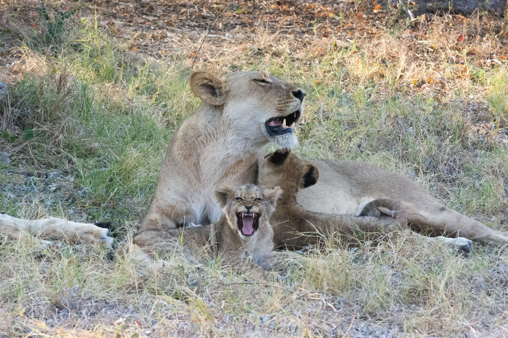 Banner Botswana