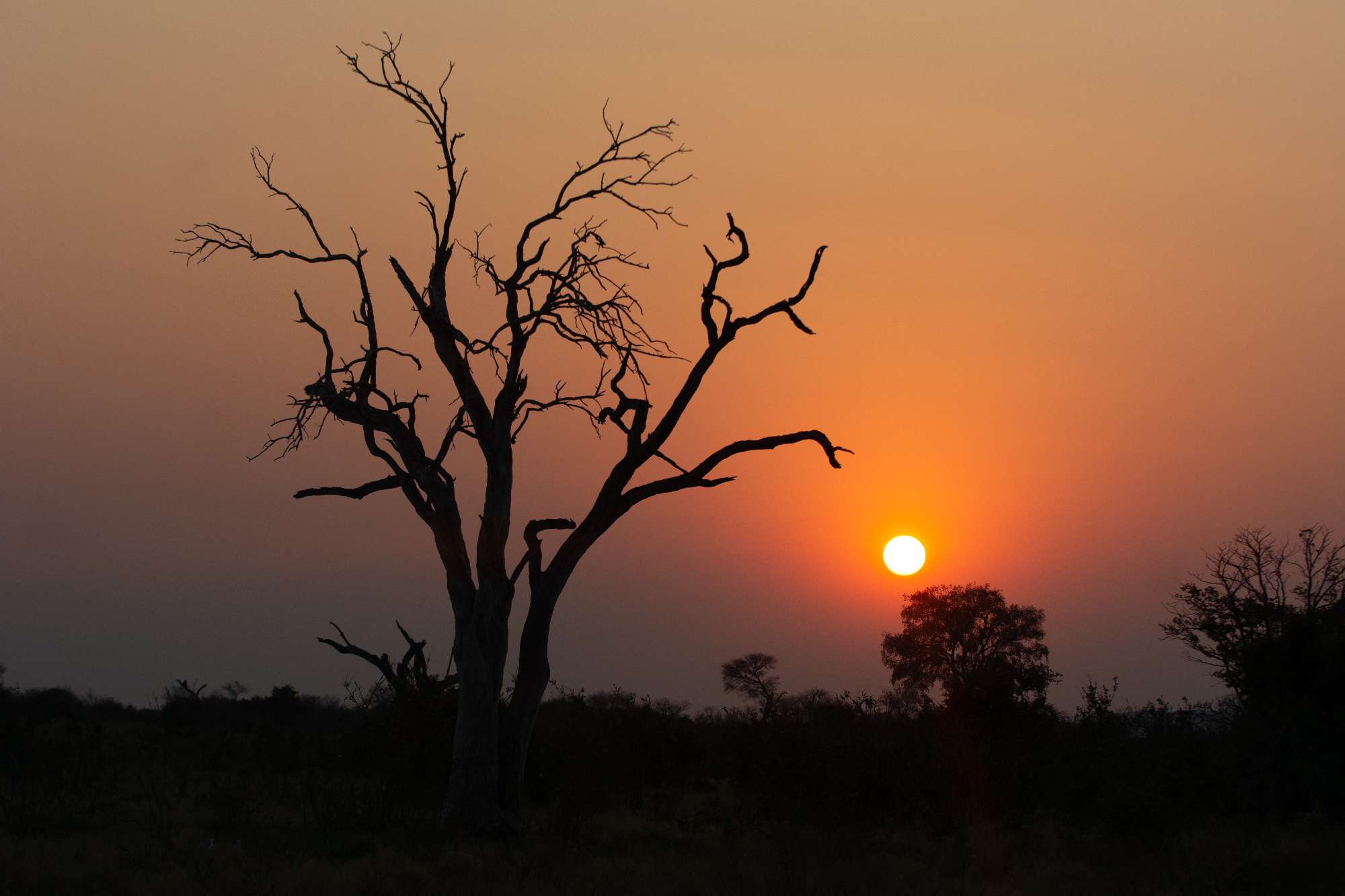 Banner Botswana