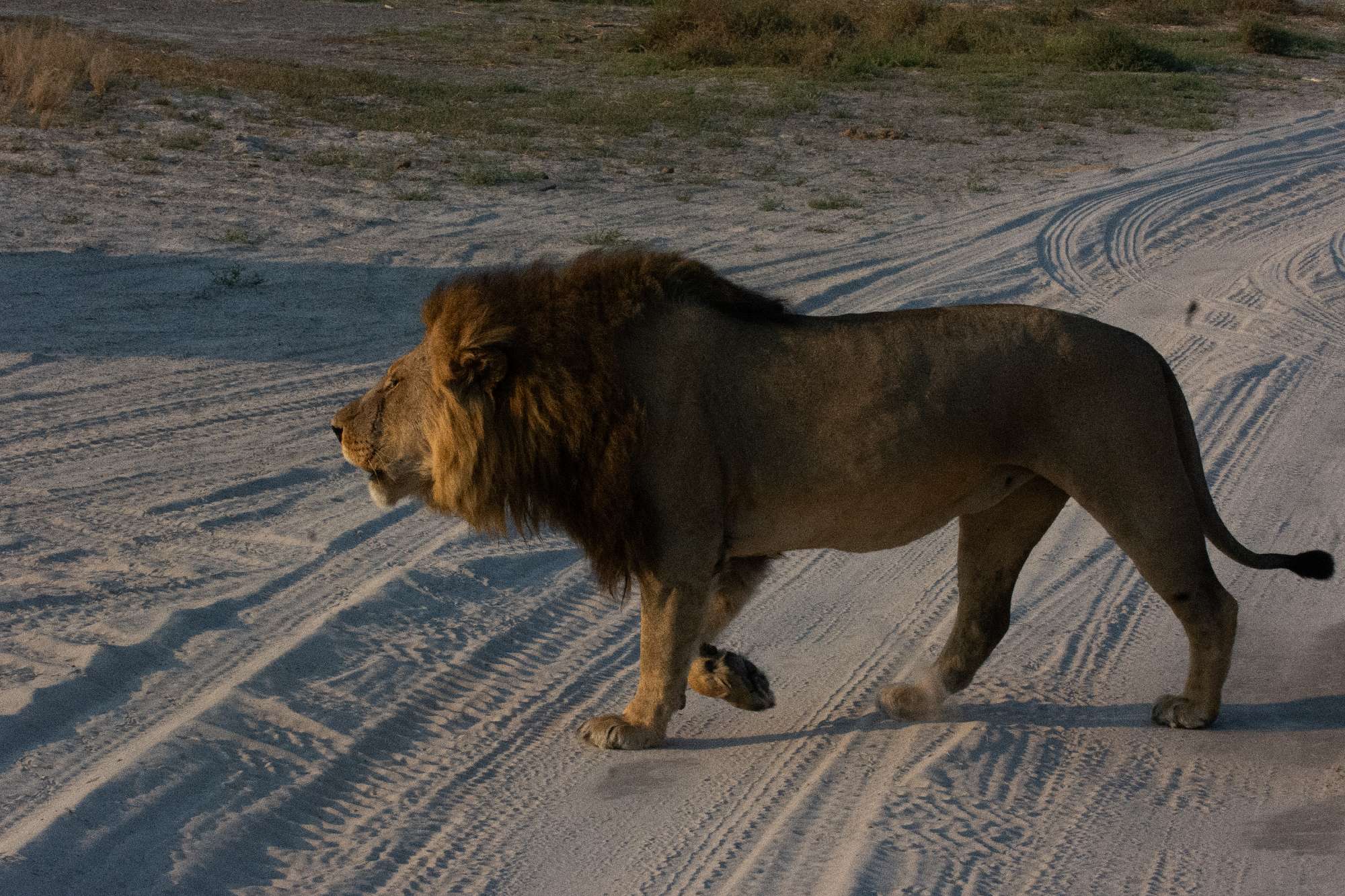 Banner Botswana