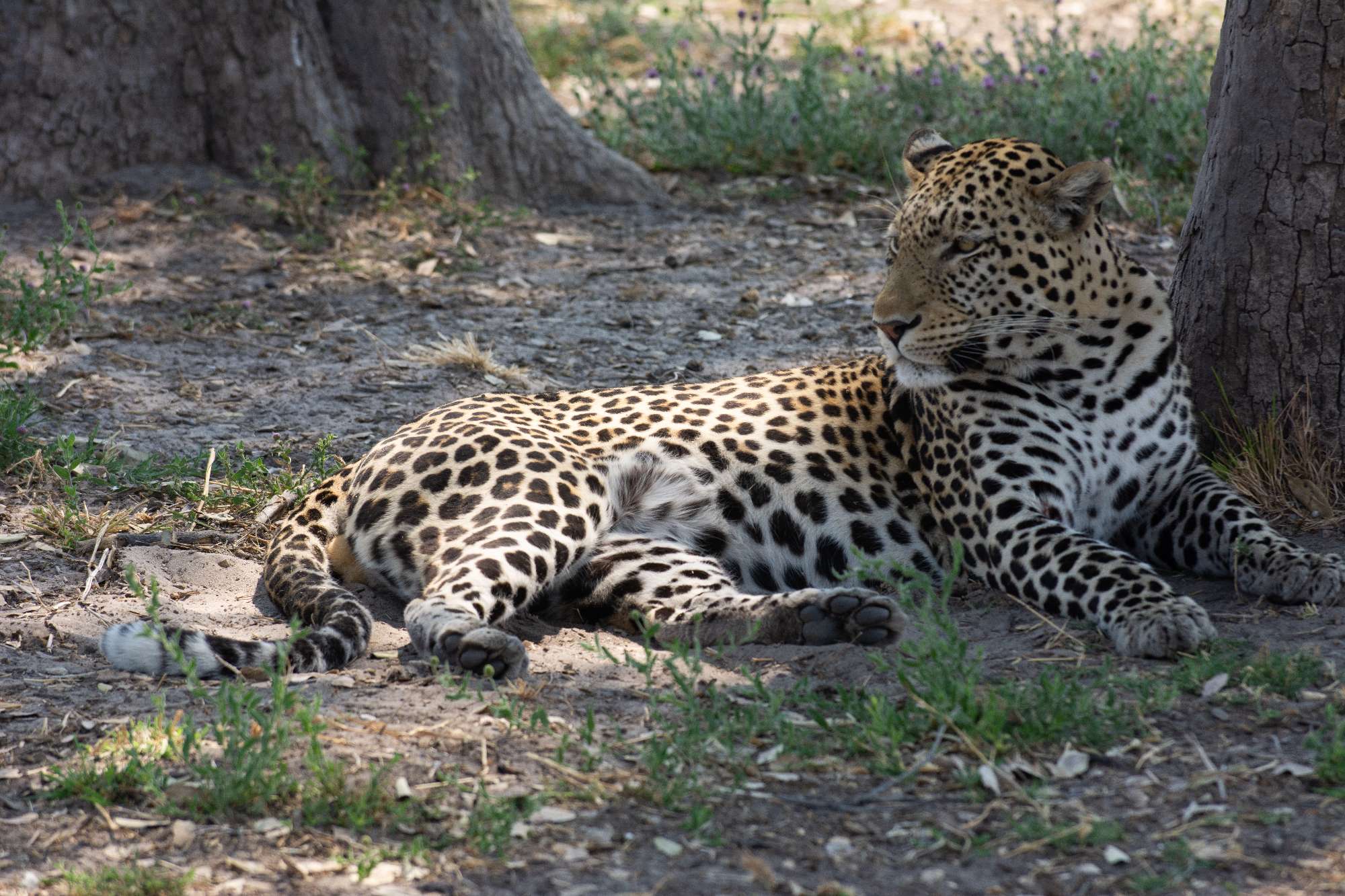 Banner Botswana