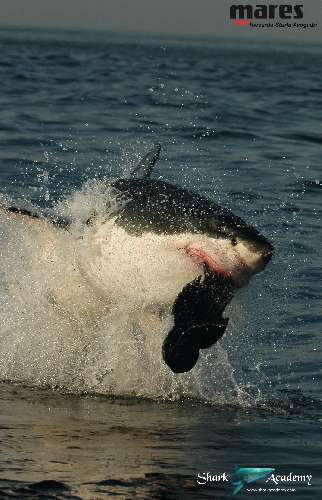 Shark Week in Sudafrica bianco10sturla-loghi.jpeg