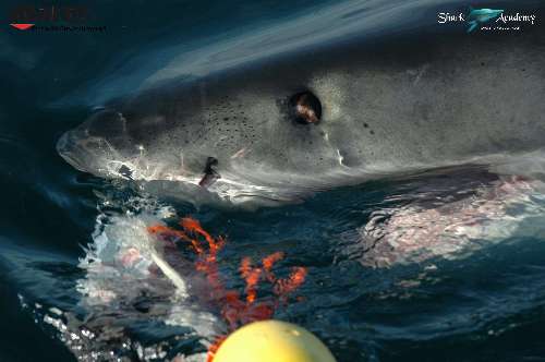 Shark Week in Sudafrica bianco11sturla-loghi-2.jpeg