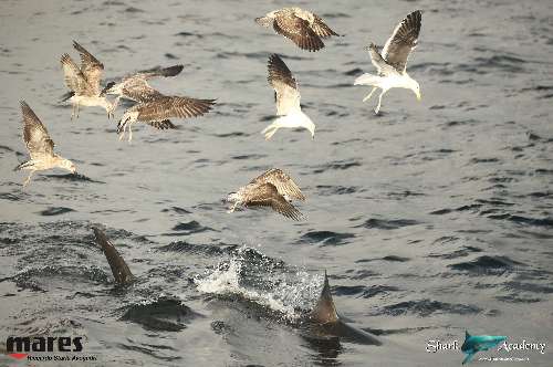 Shark Week in Sudafrica bianco1sturla-loghi.jpeg