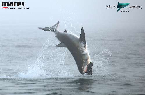 Shark Week in Sudafrica bianco3sturla-loghi-2.jpeg