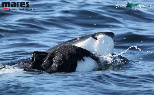 Shark Week in Sudafrica bianco4sturla-loghi.jpeg