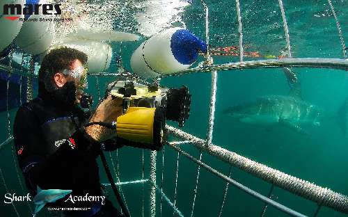 Shark Week in Sudafrica bianco5mattias-loghi.jpeg