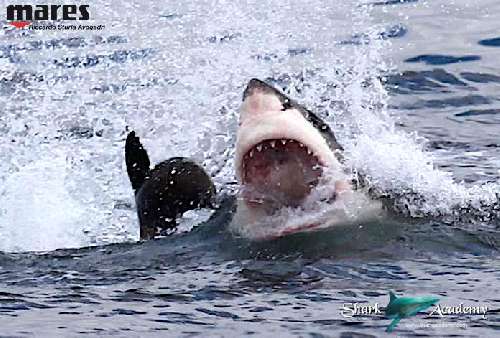 Shark Week in Sudafrica bianco7sturla-loghi.jpeg