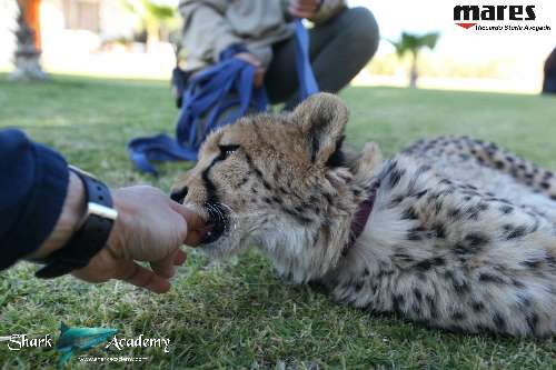 Shark Week in Sudafrica cheeta1sturla-loghi.jpeg