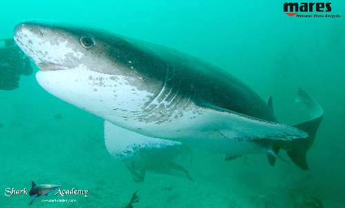 Shark Week in Sudafrica cow4sturla-loghi.jpeg