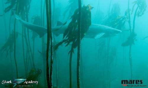 Shark Week in Sudafrica cow5sturla-loghi.jpeg