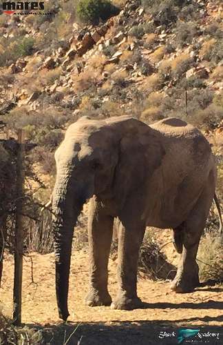 Shark Week in Sudafrica elefant1sturla-loghi.jpeg