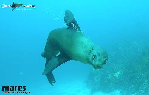 Shark Week in Sudafrica foca1sturla-loghi.jpeg