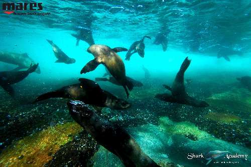 Shark Week in Sudafrica foca3sturla-loghi.jpeg