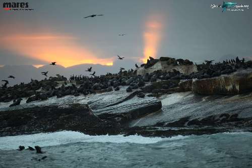 Shark Week in Sudafrica foca6sturla-loghi.jpeg