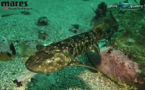 Shark Week in Sudafrica gattuccio2sturla-loghi.jpeg