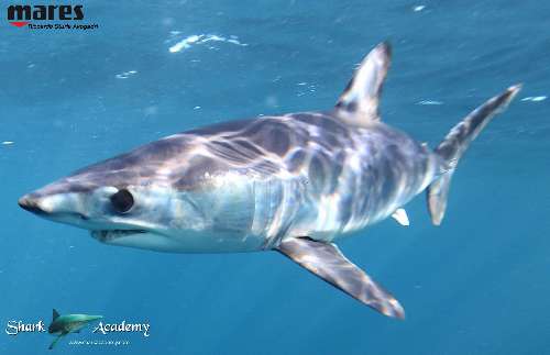 Shark Week in Sudafrica mako1sturla-loghi.jpeg