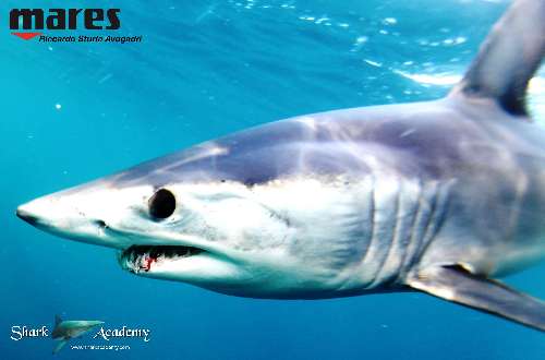 Shark Week in Sudafrica mako2sturla-loghi-2.jpeg