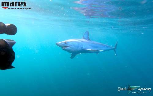 Shark Week in Sudafrica mako3sturla-loghi.jpeg