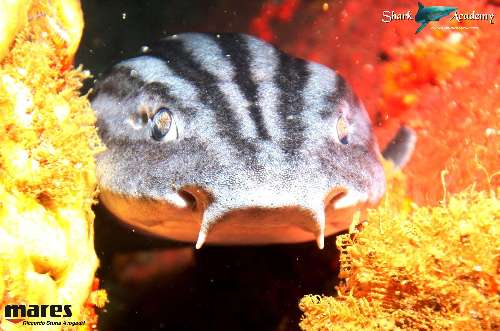 Shark Week in Sudafrica pigiama2sturla-loghi.jpeg