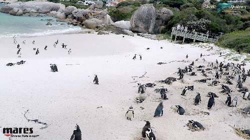 Shark Week in Sudafrica pinguini2sturla-loghi-2.jpeg