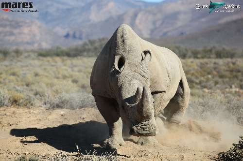 Shark Week in Sudafrica rhino1sturla-loghi.jpeg