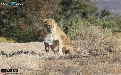 Shark Week in Sudafrica screen-shot-2023-01-16-at-1.39.31-pm.png