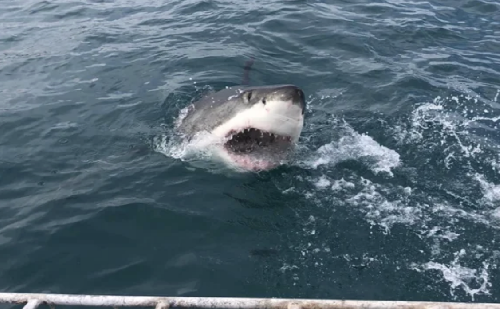 Shark Week in Sudafrica screenshot-2025-10-13-at-13.23.18-copy.png