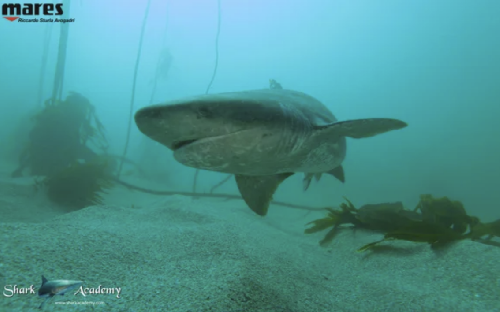 Shark Week in Sudafrica screenshot-2025-10-13-at-13.23.26.png