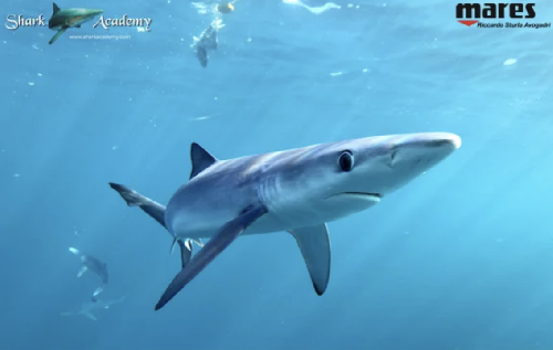 Shark Week in Sudafrica screenshot-2025-10-13-at-13.23.32.png