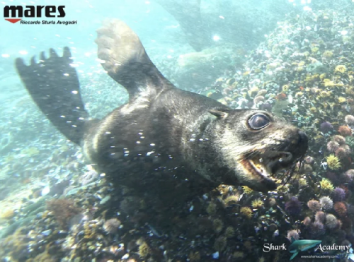 Shark Week in Sudafrica screenshot-2025-10-13-at-13.23.35.png